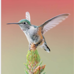 Cover of Colorado Birds journal with hummingbird perched on pine tree sprig