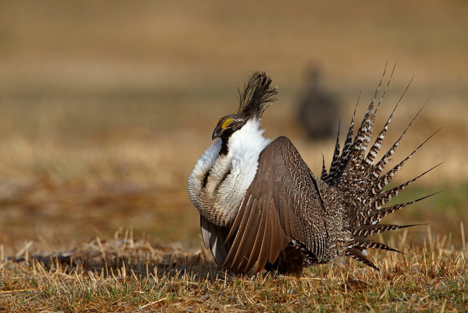 Colorado Field Ornithologists to Donate Nearly $40,000 to Help Restore ...