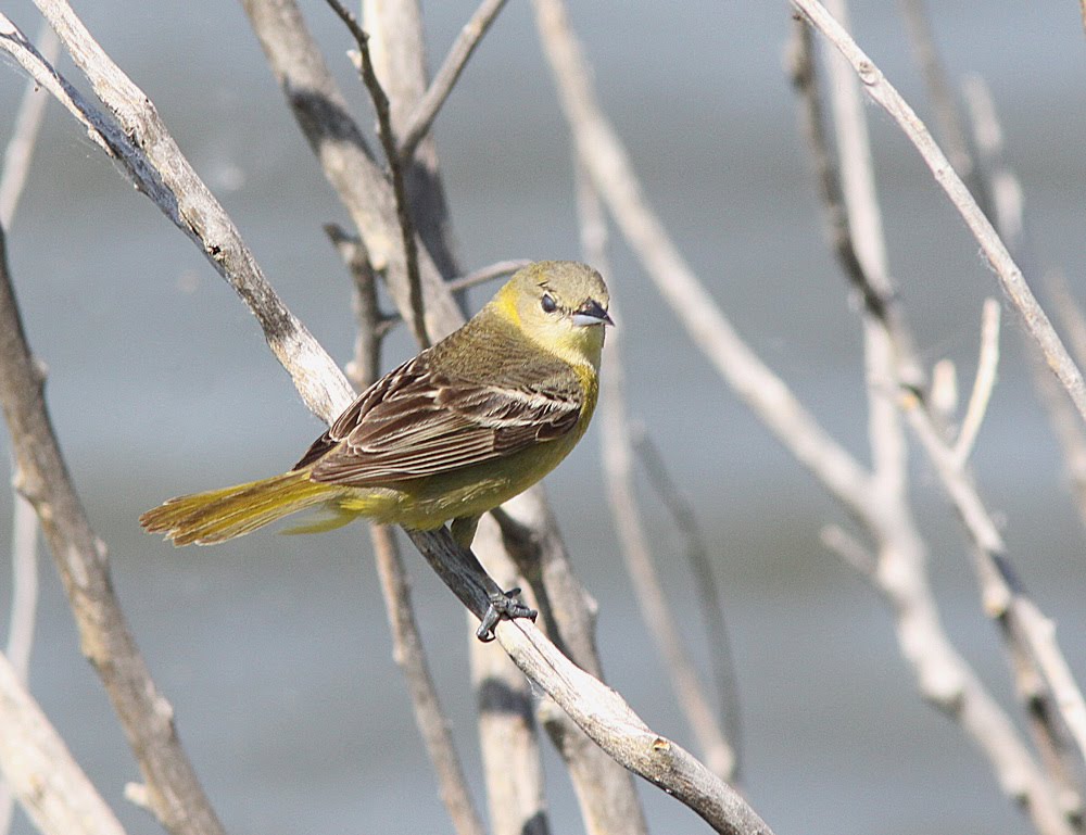 OrchardOriole_TonyLeukering