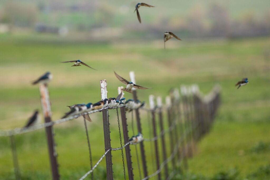 Tree and Barn Swallows perched on and flying around a barbed wire fence line. 