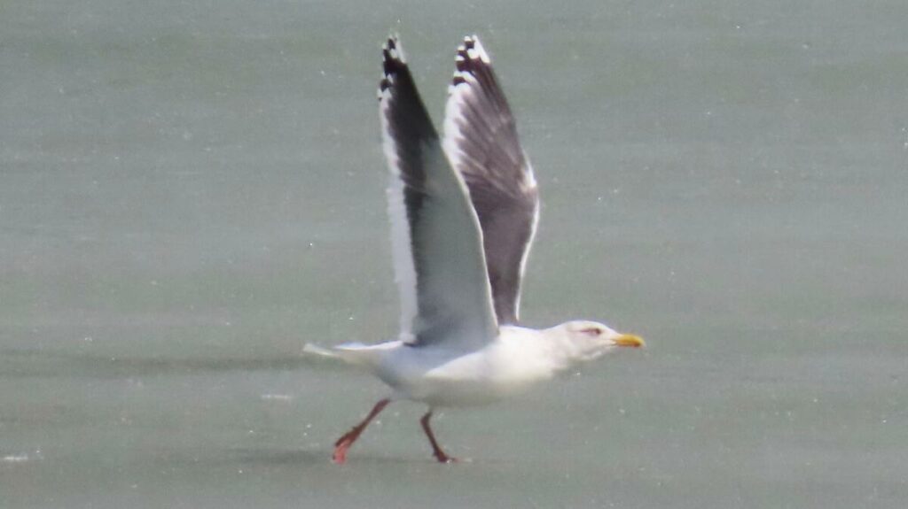 white and gray gull with wings extended.