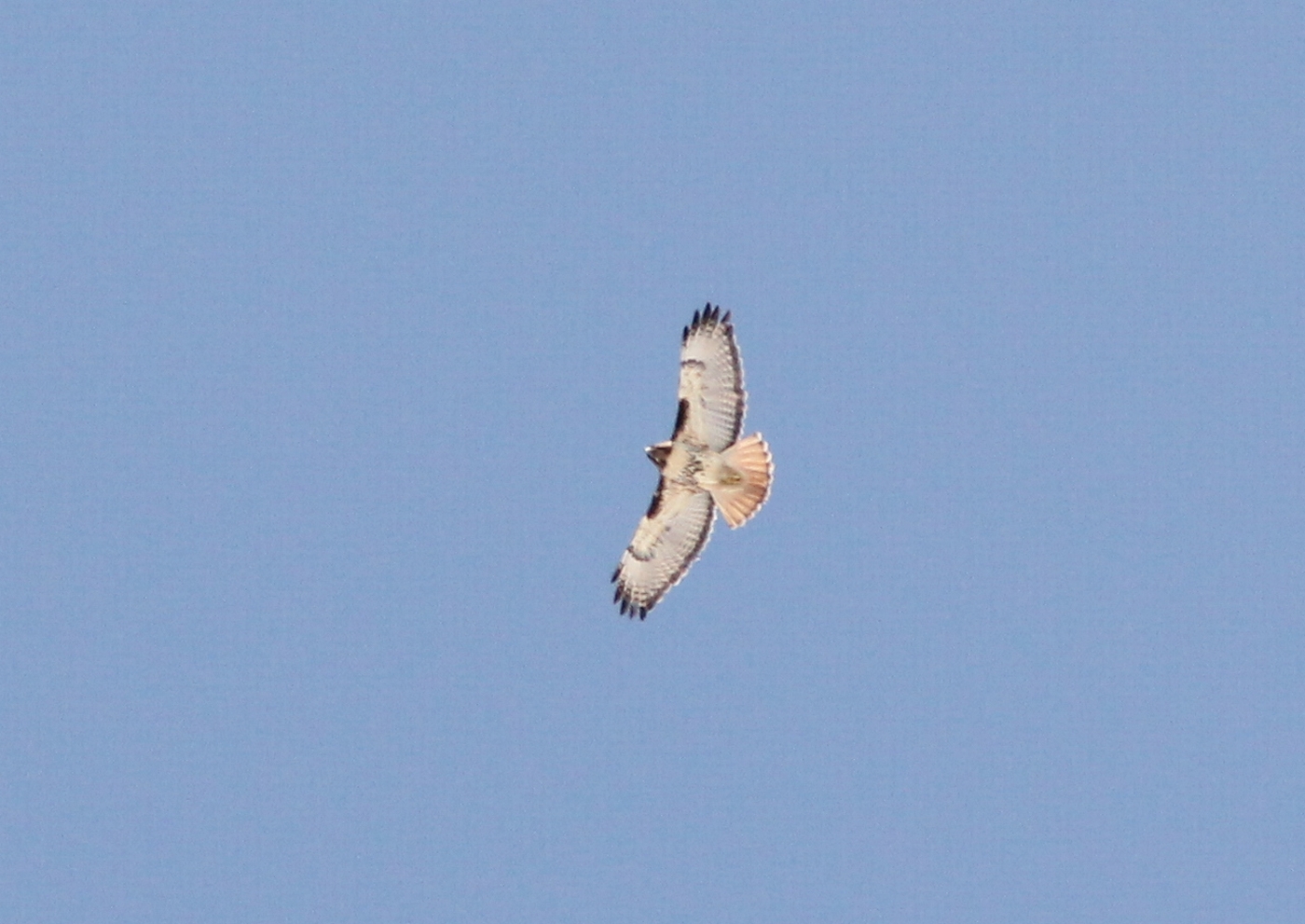 Red-tailed Hawk. Photo by Caleb Putnam (CC BY-SA)