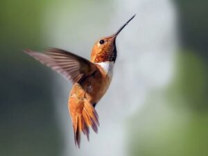 Roufus Hummingbird