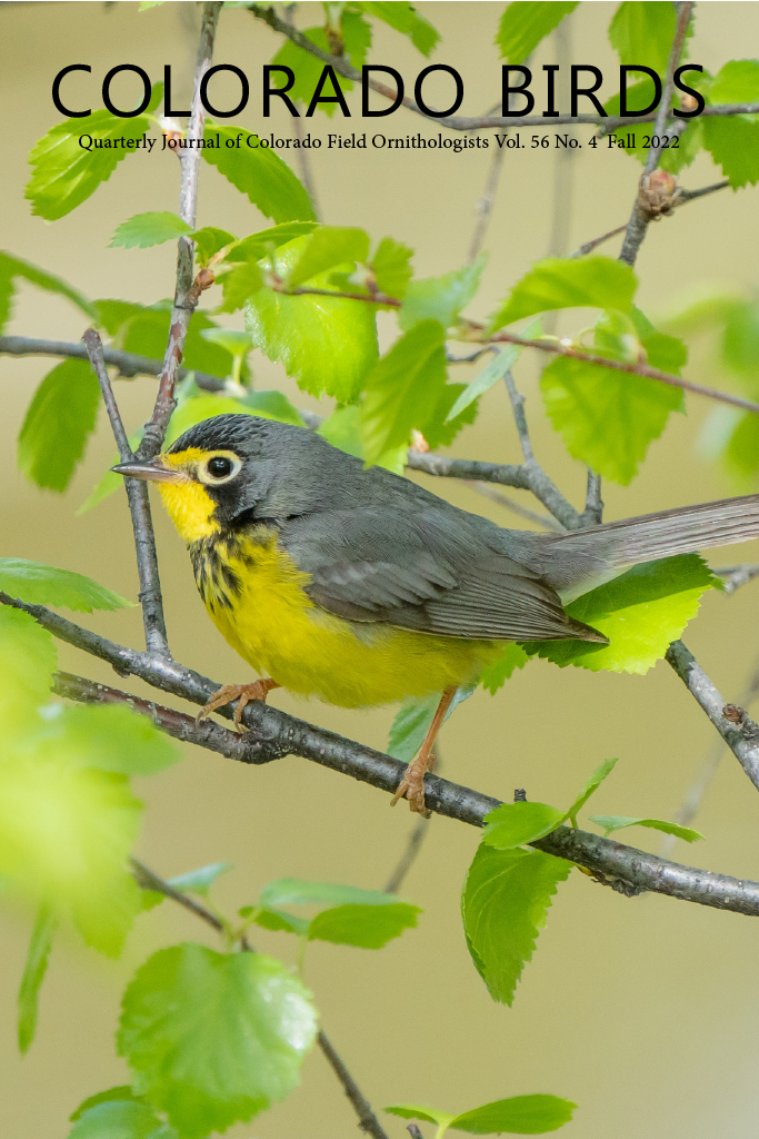 Image of a Canada Warbler on the cover of Colorado Birds jouranl