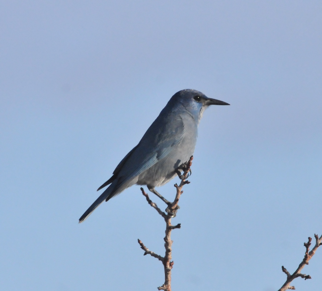 Large blue-gray bird perched on branch