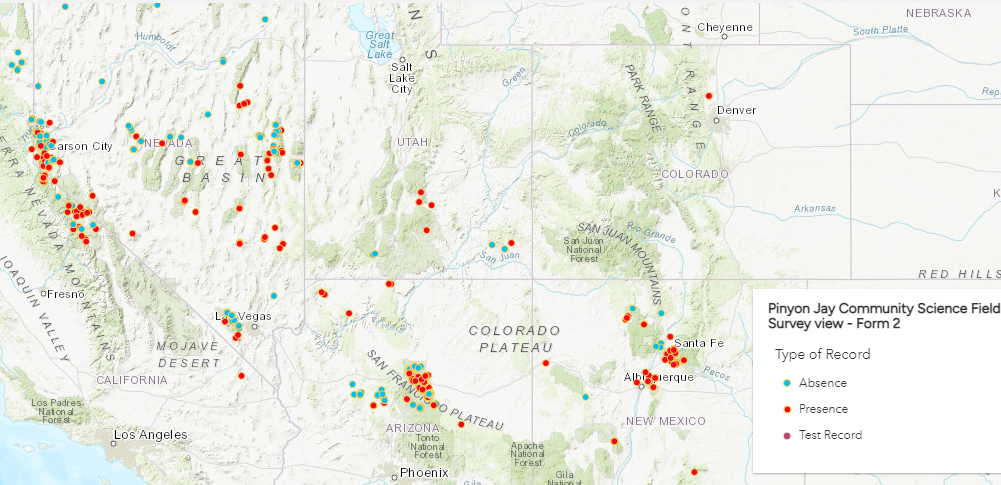 Pinyon Jay Community Science Project - Colorado Field Ornithologists