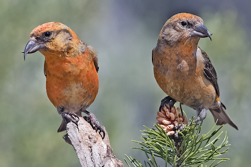 Two Red Crossbills sitting atop a conifer tree. 