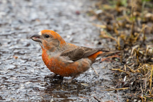 Red Crossbill sitting on ground.