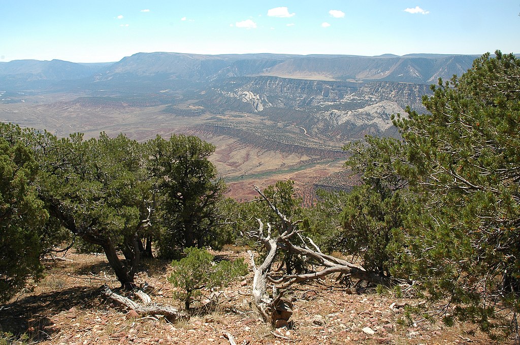 View with pinyon pines in foreground and red rock hill slopes in distance