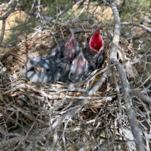 Nest with four young Pinyon Jays