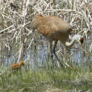 Adult and colt Sandhill Crane standing in marsh.