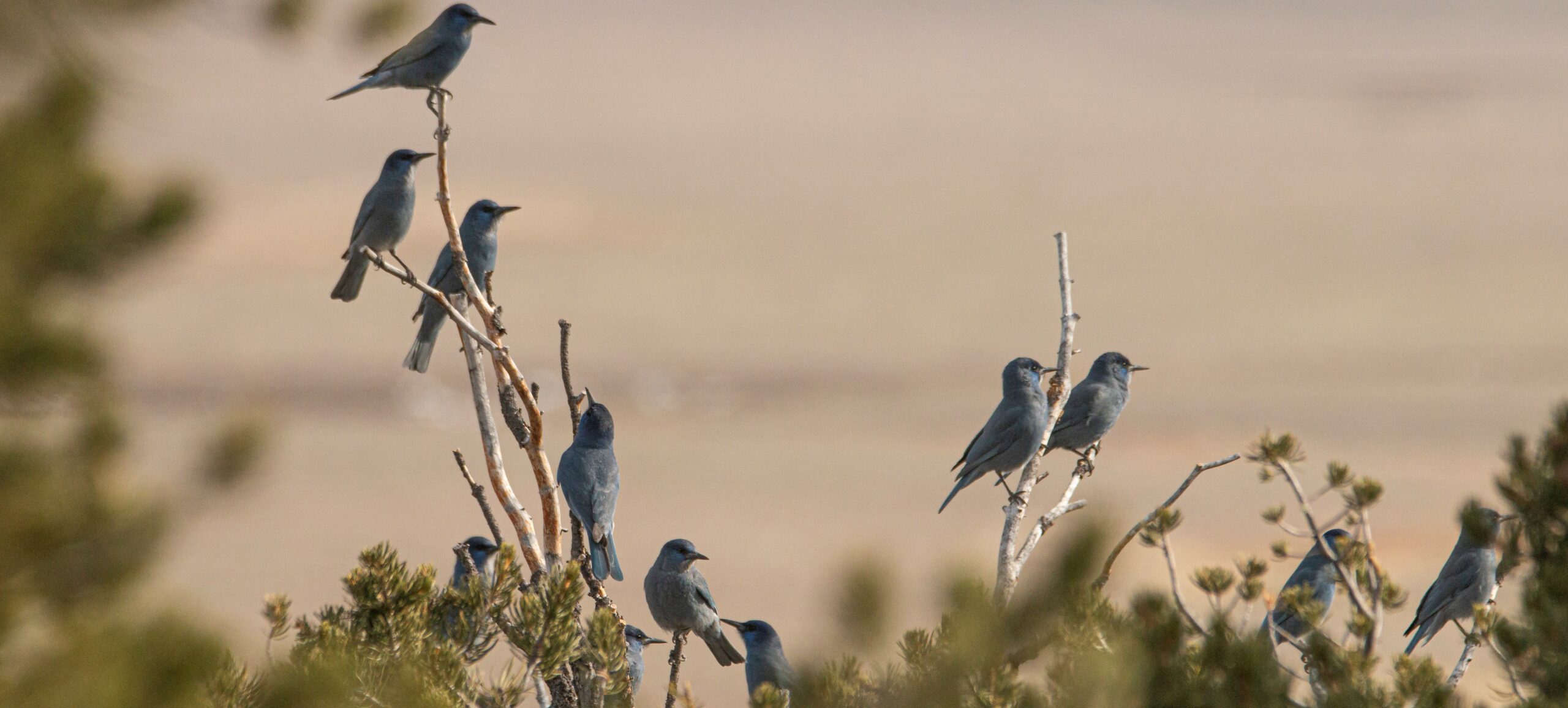 flock of blue Pinyon Jays perched in tree