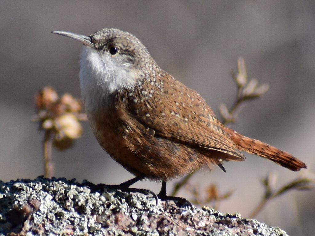 Canyon Wren perched on lichen covered rock.