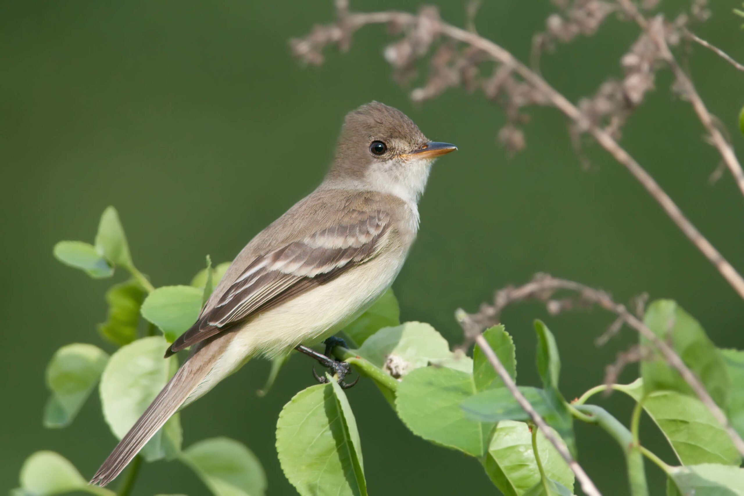 Southwestern Willow Flycatcher. Photo by Kelly Colgan Azar (CC BY-ND)