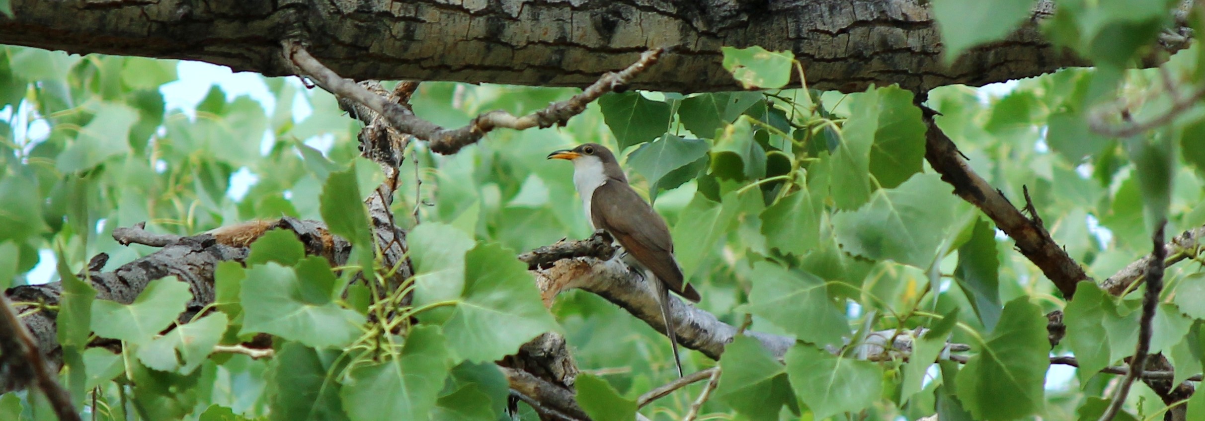 Yellow-billed Cuckoo in a cottonwood tree.