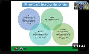 Amy Seglund and Liza Rossi from Colorado Parks and Wildlife (CPW) discuss how to identify Pinyon Jays and their natural history.  Amy and Liza will provide a summary of current CPW research and monitoring of the species. Interested community scientists can also assist CPW with survey efforts.  