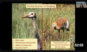 Erin Gelling, Executive Director for Colorado Crane Conservation Coalition, speaks on current efforts for the conservation of Sandhill Cranes in Northwest Colorado. 