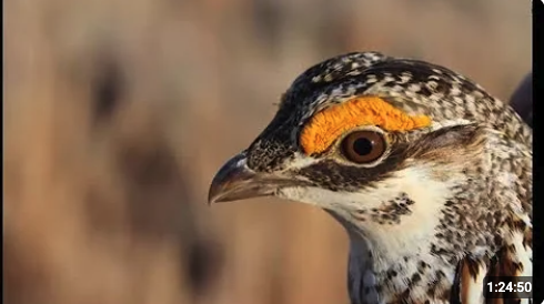 Jonathan Reitz talks about how wildlife managers fighting to bring back this species in southeast Colorado.