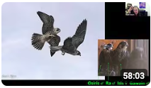 Sophie Osborn shares her personal experiences reintroducing endangered Peregrine Falcons, Hawaiian Crows, and California Condors to the wild. 