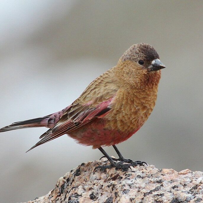 Brown-capped Rosy-Finch. Photo By Tom Benson (CC-BY-NC-ND)