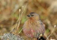 Brown-capped Rosy-Finch. Rocky Mountain National Park. Photo by Peter Burke.