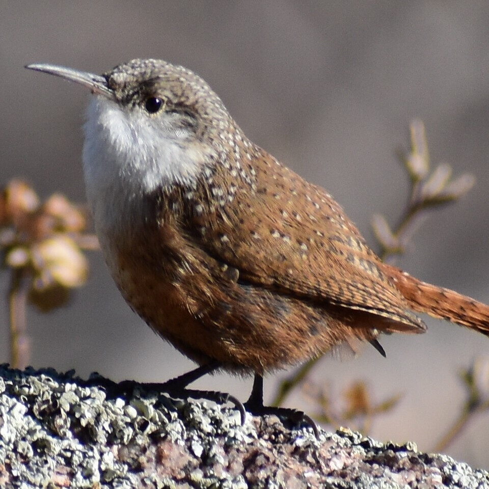 Canyon Wren perched on lichen covered rock.