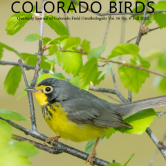 Image of a Canada Warbler on the cover of Colorado Birds jouranl