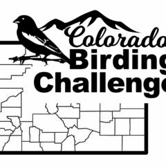 Black and white map of Colorado showing the counties with a graphic of a Lark Bunting and the text Colorado Birding Challenge over it.