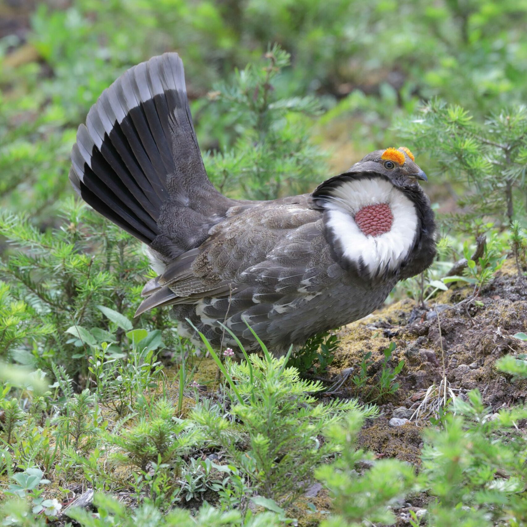 Dusky-Grouse-3-Peter-Burke_sm