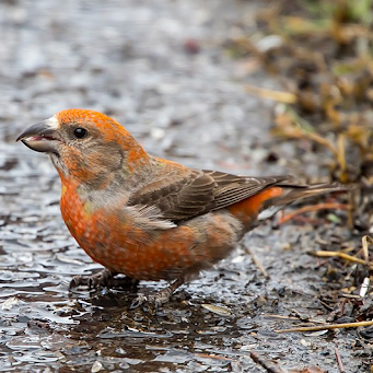 Red Crossbill sitting on ground.