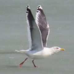 white and gray gull with wings extended.