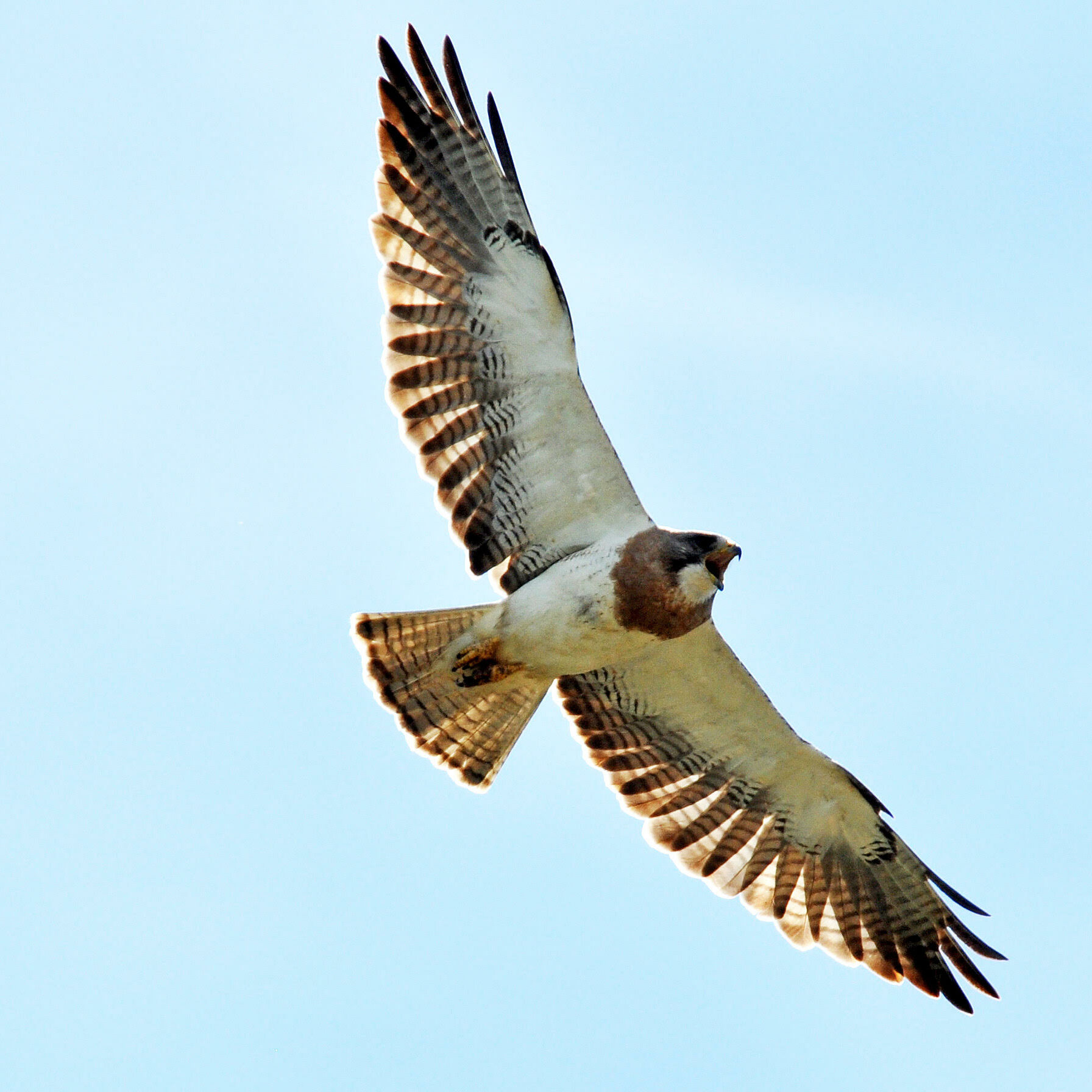 Light morph Swainson's Hawk. Photo by Chuck Hundertmark. 