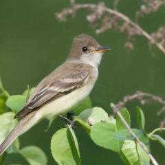 Southwestern Willow Flycatcher. Photo by Kelly Colgan Azar (CC BY-ND)