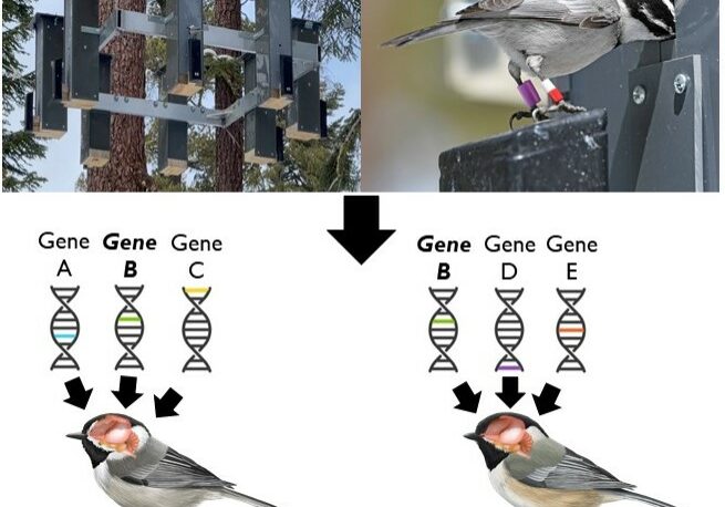 Figure 3. Objectives for my proposed project. Top images courtesy of the Pravosudov lab. Objective 1: On left, RFID feeder and on right, MOCH getting a seed out of a feeder. Objective 2: Many genes encode for spatial memory. Some of these genes may be different between MOCH and BCCH (Genes A and C in MOCH; Genes D and E in BCCH), while some genes may be the same (Gene B in both).