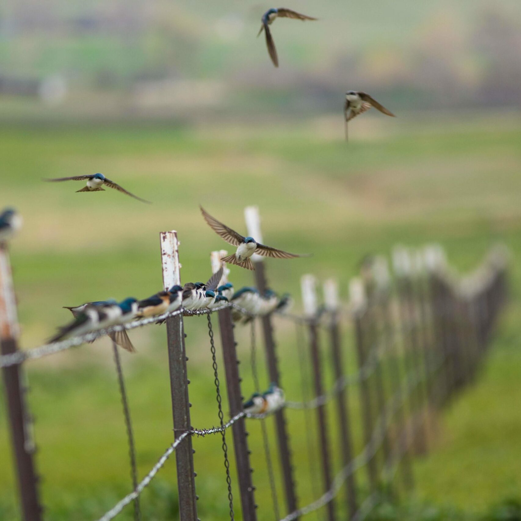 Swallows at Lagerman Reservoir, Boulder County. Photo by Mike Patterson.